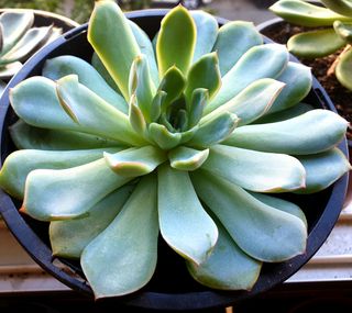 Echeveria Suculenta Plantas 