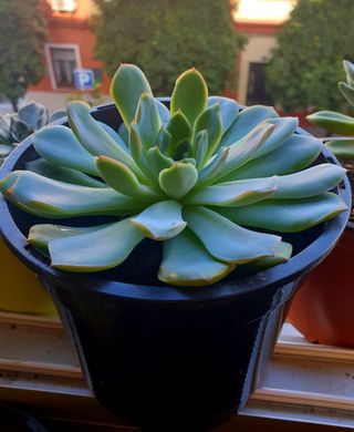 Echeveria Suculenta Plantas 