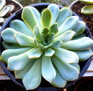 Echeveria Suculenta Plantas 