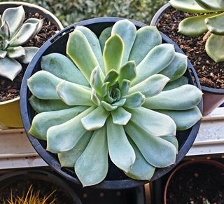 Echeveria Suculenta Plantas 