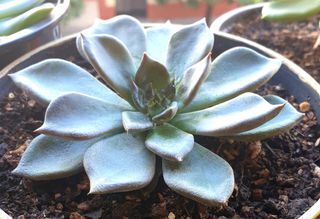 Planta Suculenta Echeveria