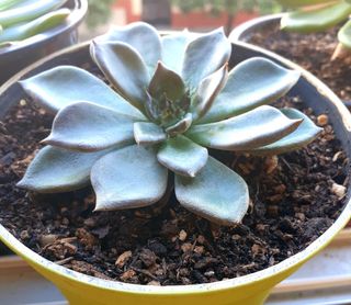 Planta Suculenta Echeveria