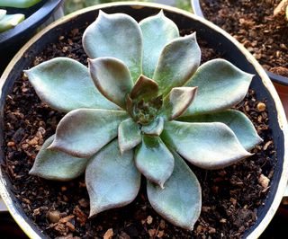 Planta Suculenta Echeveria