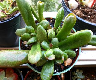Suculentas Crassula Plantas 
