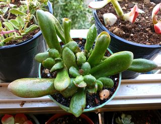 Suculentas Crassula Plantas 