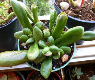 Suculentas Crassula Plantas 