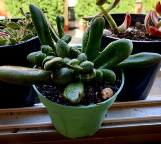 Suculentas Crassula Plantas 