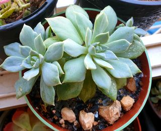 Planta Suculenta Echeveria