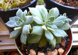 Planta Suculenta Echeveria