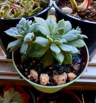 Planta Suculenta Echeveria