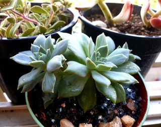 Planta Suculenta Echeveria