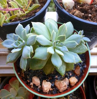 Planta Suculenta Echeveria