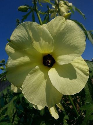 Fiore di Ibisco Trionum