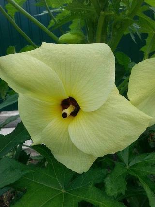 Fiore di Ibisco Trionum