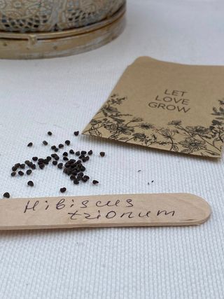 Fiore di Ibisco Trionum