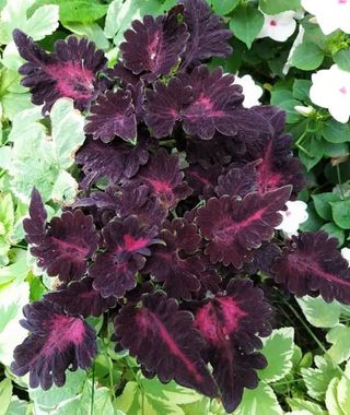 Coleus Black Dragon