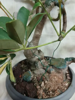 Bonsai Schefflera 30cm OFERTA ESTE MES SOLO.