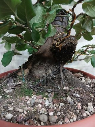 Bonsai Membrillero 30cm / Nebari 50cm