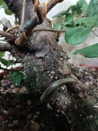 Bonsai Membrillero 30cm / Nebari 50cm