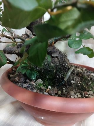 Bonsai Membrillero 30cm / Nebari 50cm