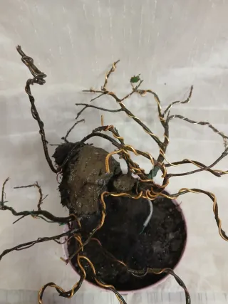 Bonsai Membrillero 30cm / Nebari 30cm.
