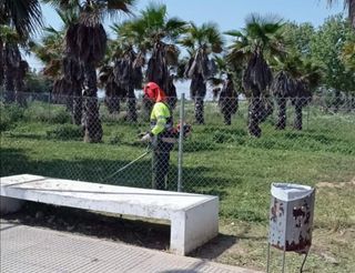 Hacemos limpieza de parcelas poda de árboles