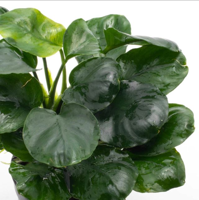 Anubia Coin - Planta para acuarios