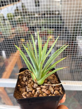 Set 2 piante Agave Stricta Nana cactus succulenta.