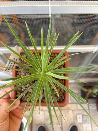 Agave Stricta Nana cactus succulenta