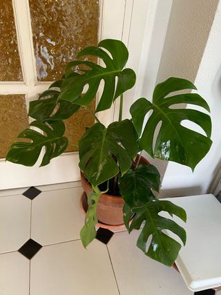 Monstera Deliciosa en Maceta de Barro