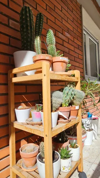 Set de cactus y suculentas