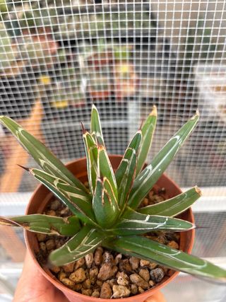 Cactus Agave Reginae