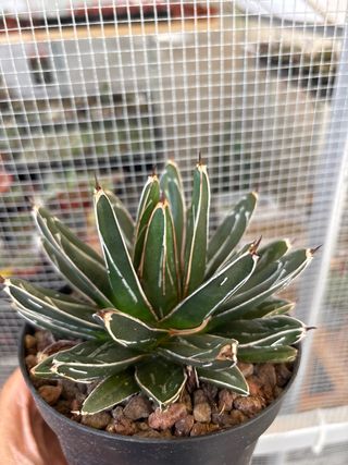 set da 2 per Maria agave ed obregonia innestata.