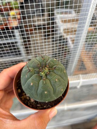 2 set Cactus Matucana madisorionum
