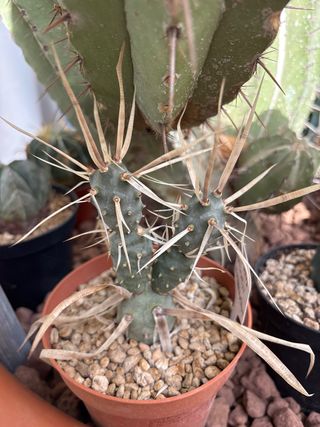 Cactus Tephrocactus Articulatus Papyracanthus