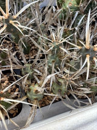 Cactus Tephrocactus Articulatus Papyracanthus