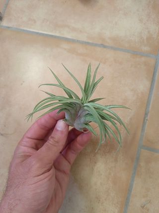 Tillandsia Imposter Planta Aérea