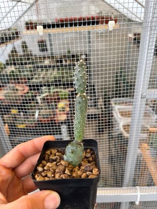 Set 2 Tephrocactus articulatus inermis cactus