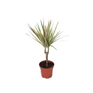 Plantas de interior y exterior variadas