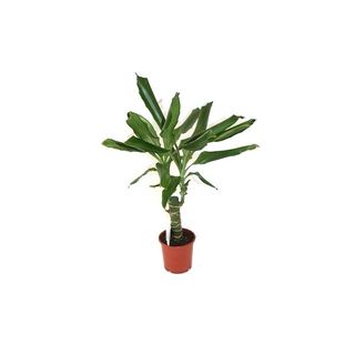 Plantas de interior y exterior variadas