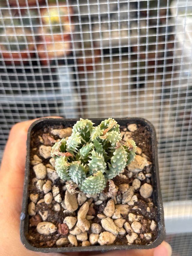 Aloe humilis Pianta Cactus succulenta