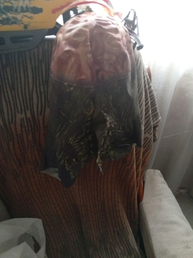 Máscara Zombie Halloween