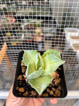 Agave potatorum shoji cactus succulenta