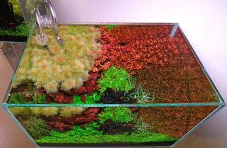 Lote de 12 plantas 🌱💚 acuario VARIADO INICIACIO