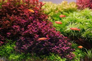 Lote de 12 plantas 🌱💚 acuario VARIADO INICIACIO