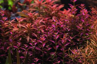 Lote de 12 plantas 🌱💚 acuario VARIADO INICIACIO