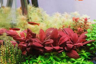 Lote de 12 plantas 🌱💚 acuario VARIADO INICIACIO