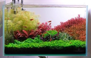 Lote de 12 plantas 🌱💚 acuario VARIADO INICIACIO