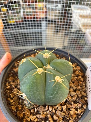 Cactus Gymnocalicyum horstii succulenta