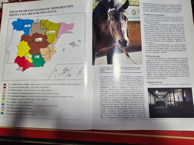 Cría caballar en España, la